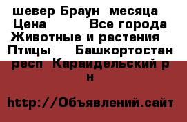 шевер Браун 2месяца › Цена ­ 200 - Все города Животные и растения » Птицы   . Башкортостан респ.,Караидельский р-н